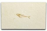 Juvenile Fossil Fish (Diplomystus) - Wyoming #346063-1